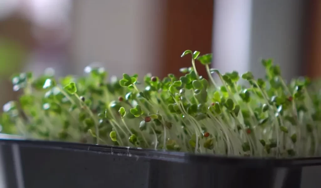 Why Should You Grow Broccoli Microgreens?