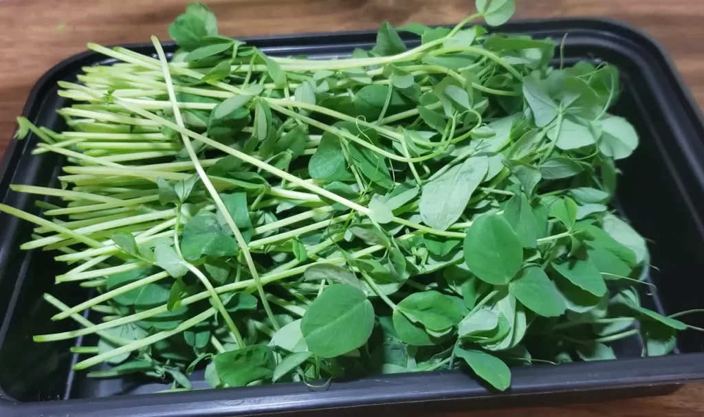 Can You Eat Microgreens Every Day?