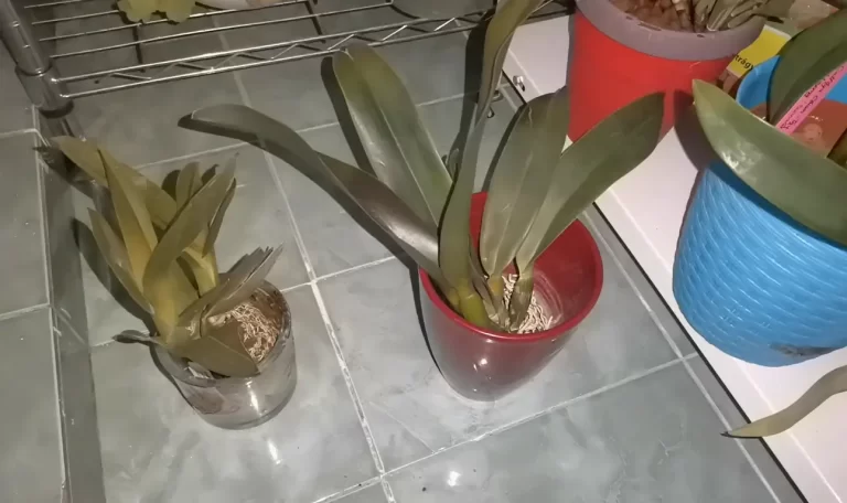 What Happens if an Orchid Gets Too Cold: Dangers & Solutions