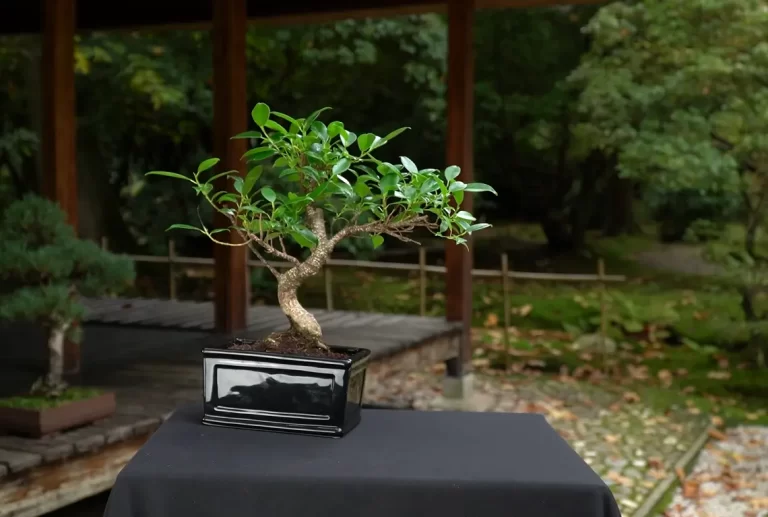 How To Tell What Bonsai Tree You Have: A – Z Guide