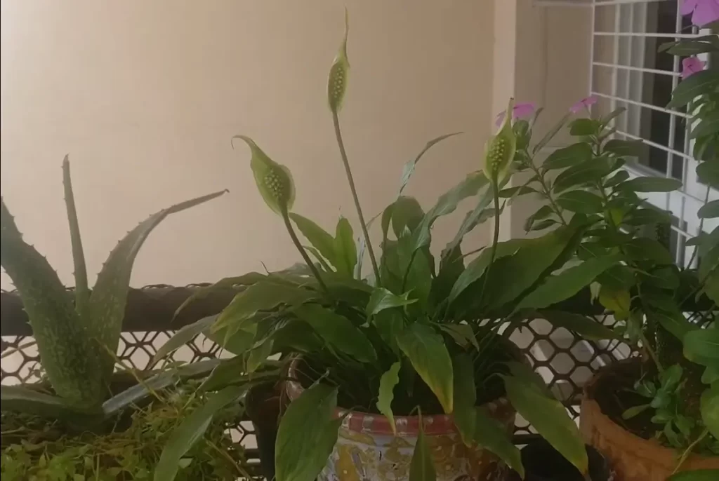 Is It Normal For Peace Lily Flowers To Turn Green?