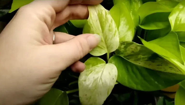 Are Variegated Neon Pothos Rare? 4 Factors To Note