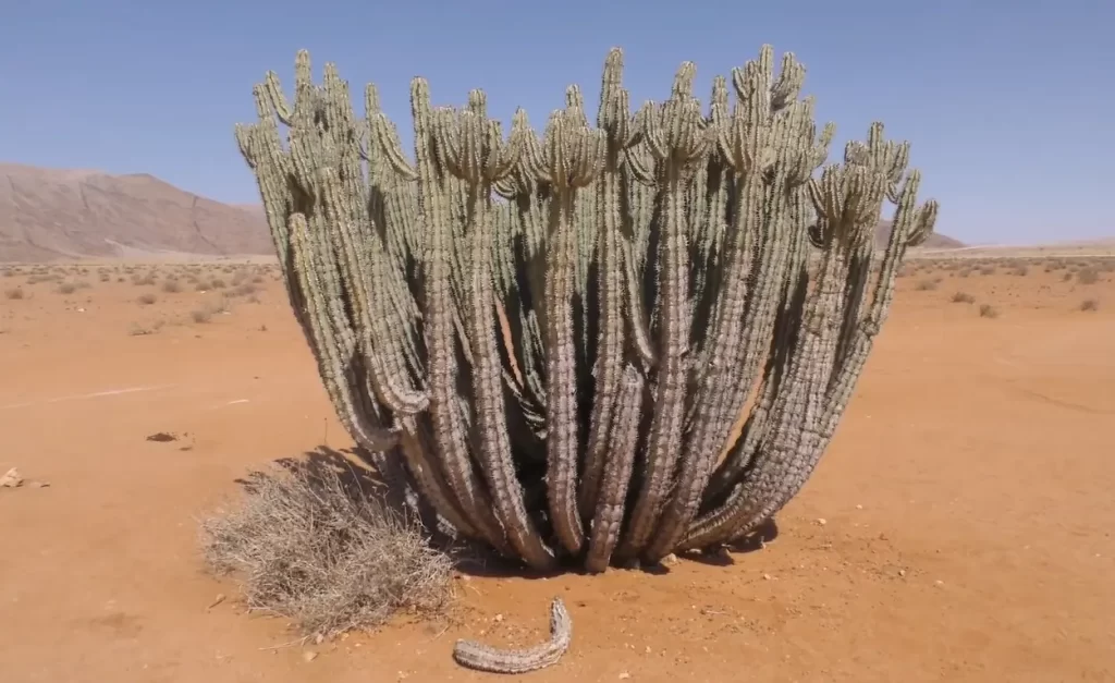 Differences Between Trees and Cacti 