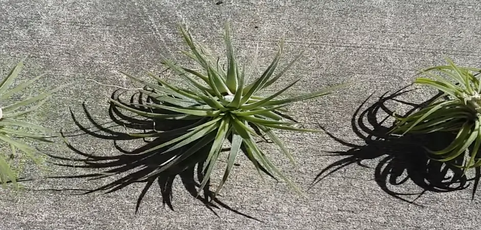 How To Prevent Future Browning Air Plants Problem?