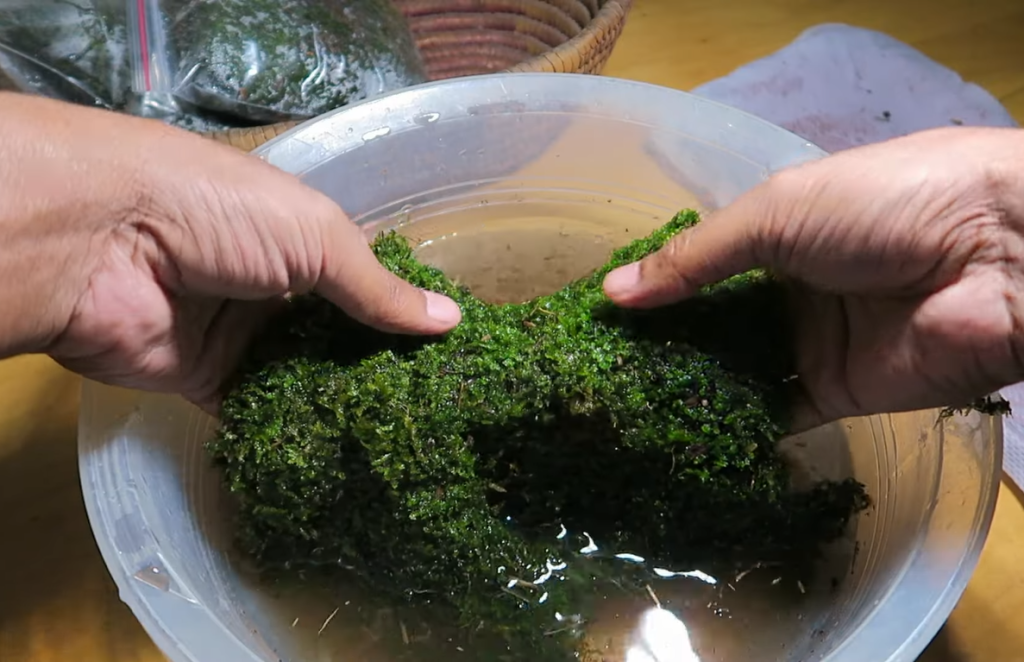 How To Prevent Moss Growth In The Terrarium?