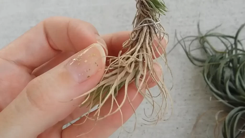 What Are Air Plants, And How Popular Are They As Houseplants?