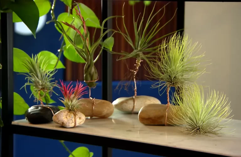 Does Copper Kill Air Plants? Everything You Need To Know