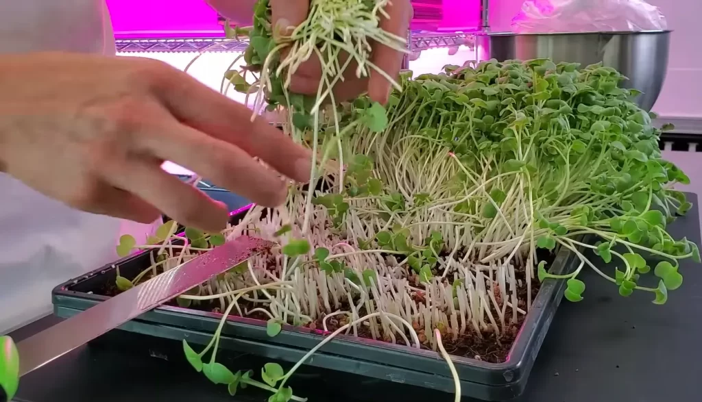 Challenges and Solutions for Starting a Microgreens Business