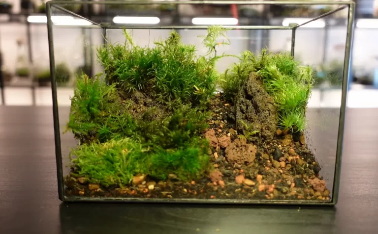 Can You Use Preserved Moss In A Terrarium? Pros & Cons