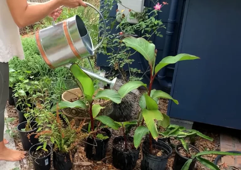 Is Air Conditioner Water Safe For Plants? How to Use It
