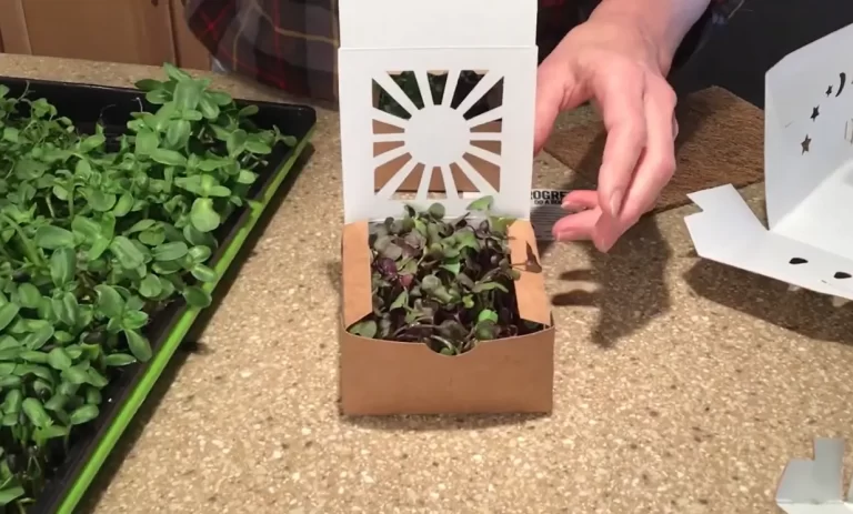 How To Package Microgreens: Mistakes and How to Avoid Them