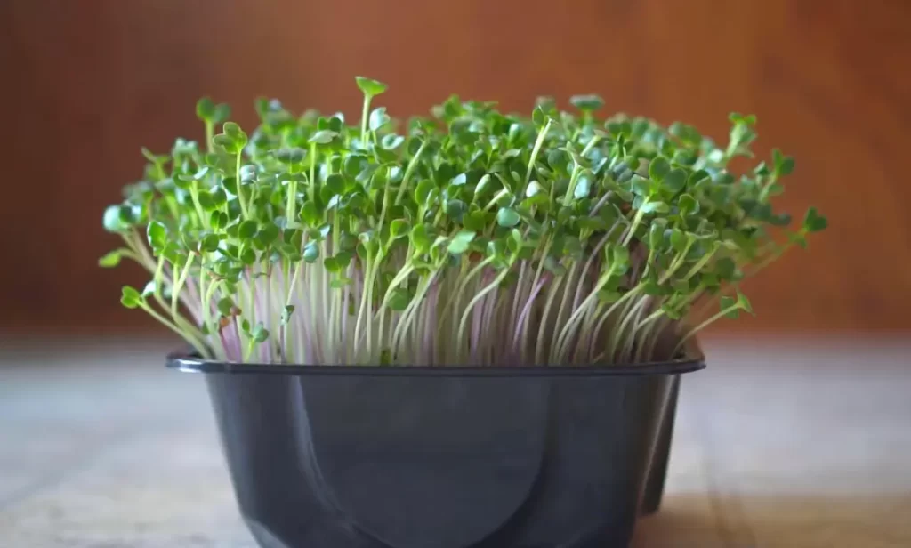 What Does Microgreen Mean?