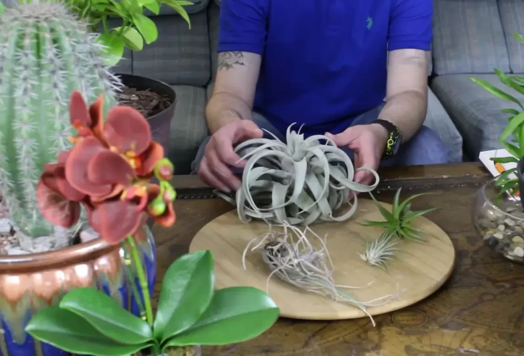What Are Air Plants And Types Of Air Plants?