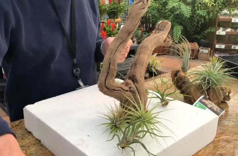 The Right Way to Attach Air Plants to Wood: A – Z Guide