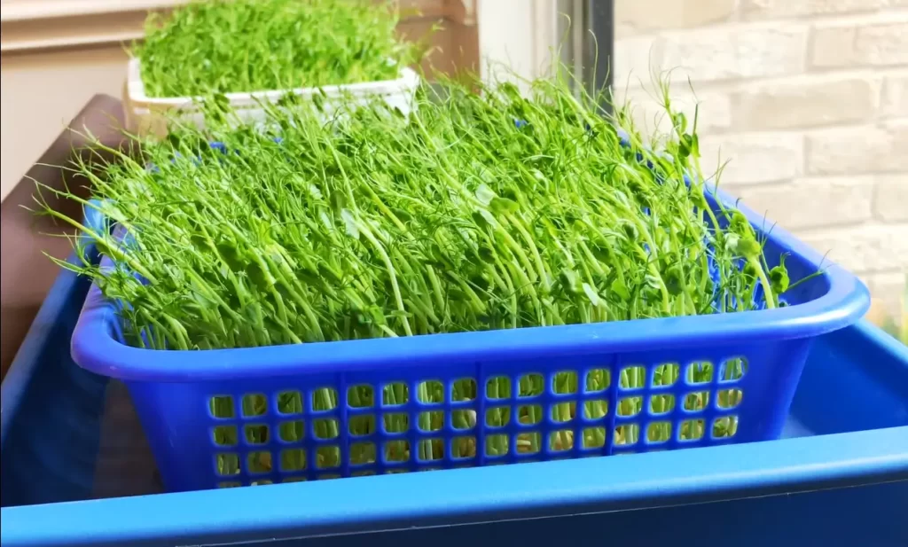 Benefits of Growing Green Pea Microgreens
