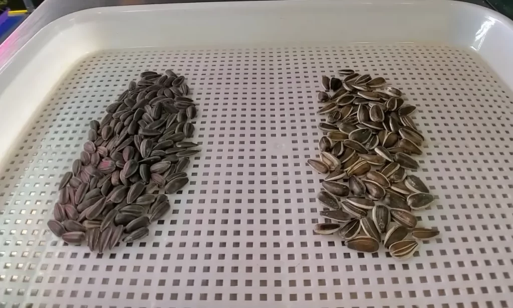 Overview of Microgreen Seeds