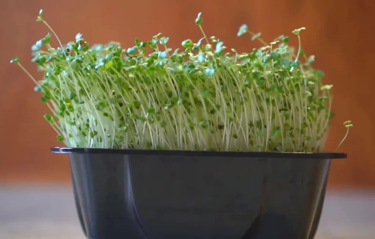 How To Grow Broccoli Microgreens: Everything You Need To Know