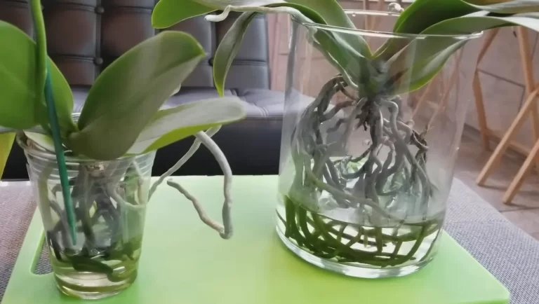Can Orchids Grow Without Soil? Everything You Need To Know