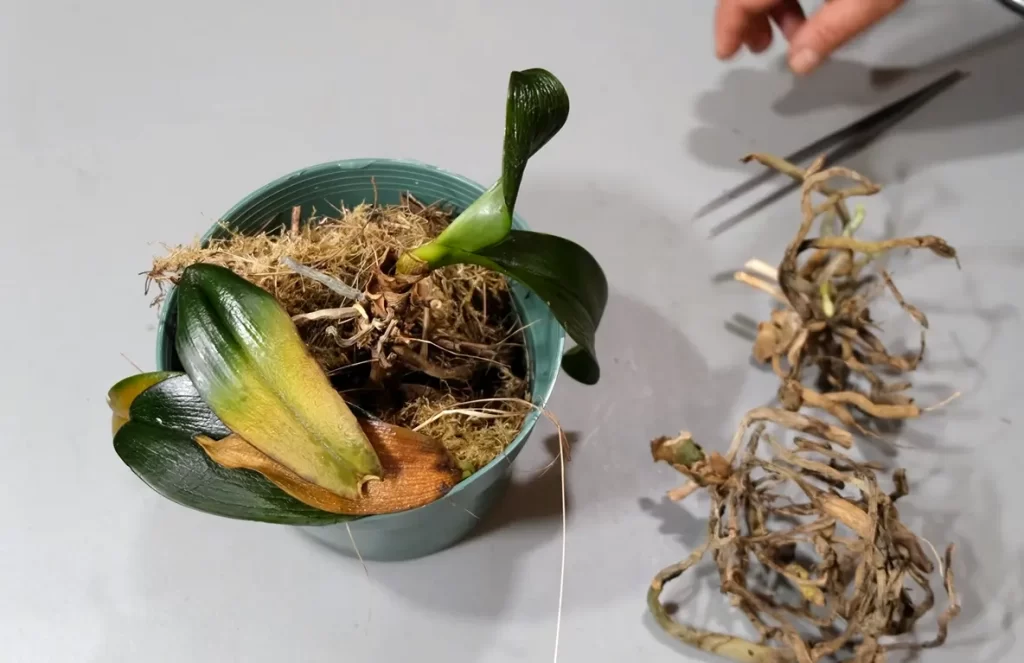 How Do I Know If My Orchid Is Completely Dead?