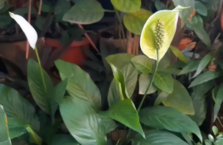 Why Is My Peace Lily Flower Turning Green? 6 Reasons & Solution
