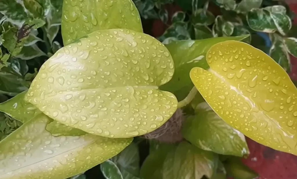 What Are Variegated Neon Pothos?