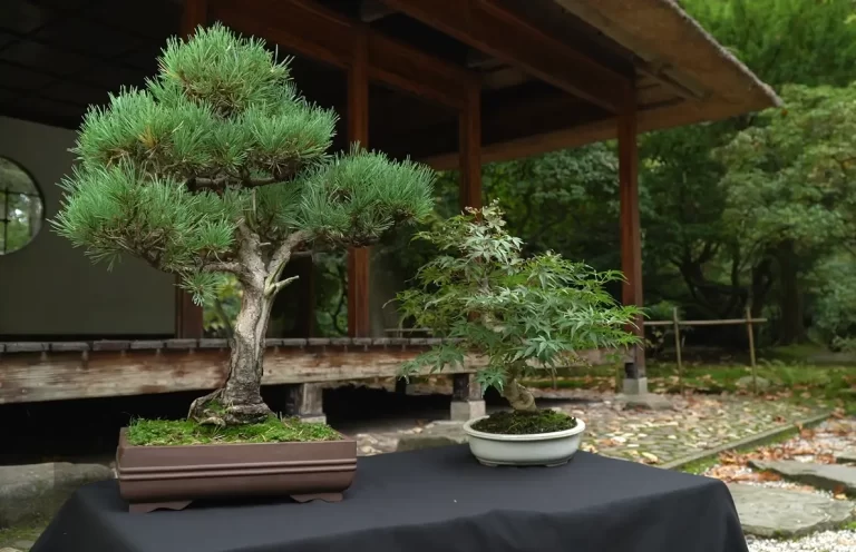 The Right Duration To Leave Wire on a Bonsai Tree
