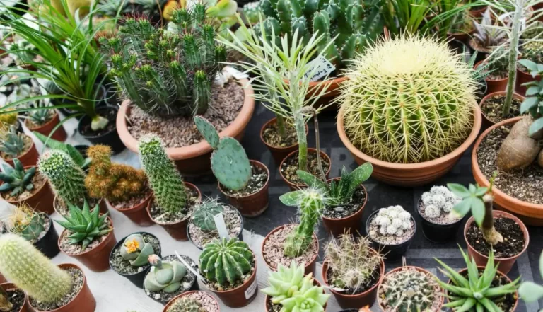 Can You Plant Cactus And Aloe Vera Together? 4 Mistakes To Avoid