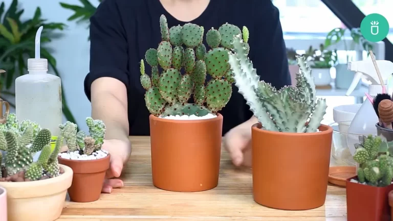 Why Is My Cactus Turning Light Green? 3 Remedies & Tips