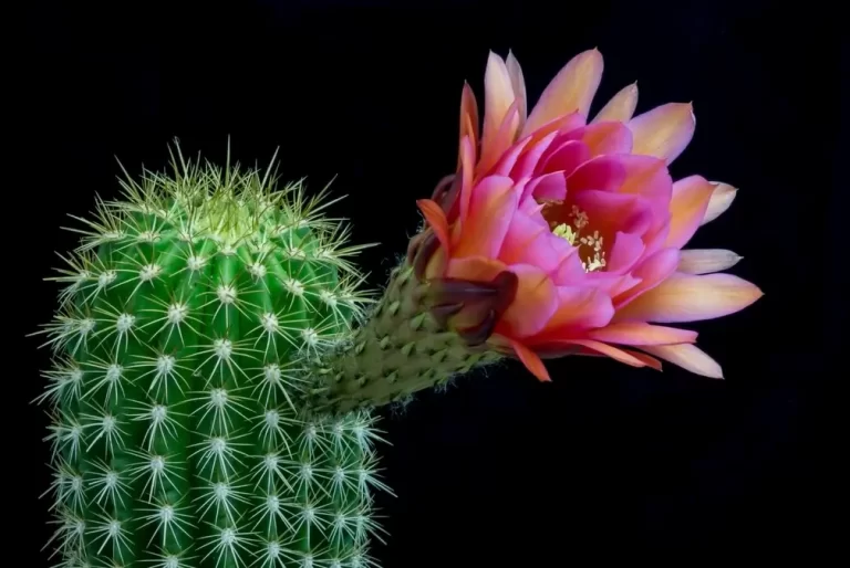 Why Do Cactus Flowers Only Last A Day?