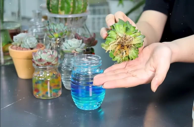 How Long Can Succulents Live In Water?
