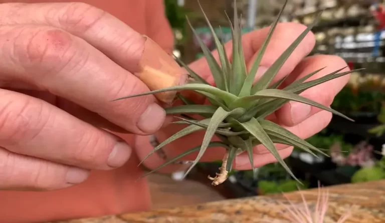 Why Are My Air Plants Turning Brown? Everything You Need To Know