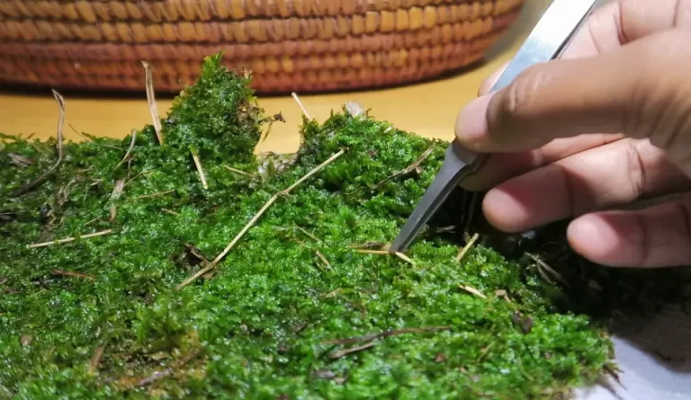 How To Clean Moss For Terrarium: 6 Easy Steps