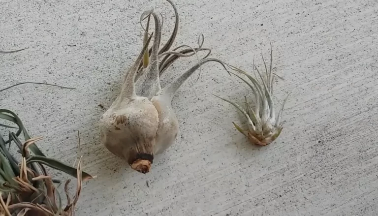 How To Tell If Your Air Plant Is Dead: An In-Depth Explanation
