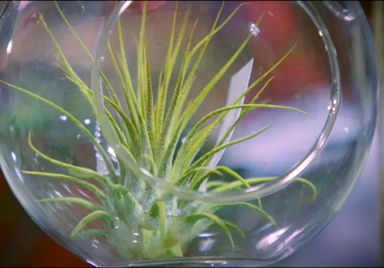 How Air Plants Grow Without Soil: All You Need To Know