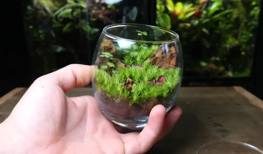 Care and Maintenance Tips for Terrariums