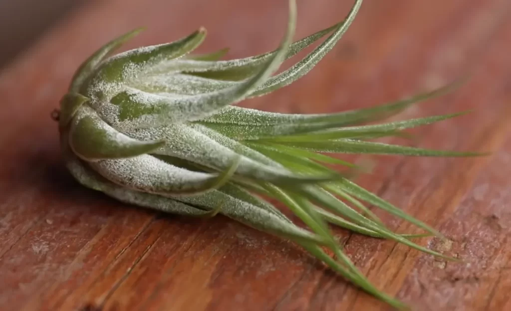 Displaying and Decorating with Air Plants Outside