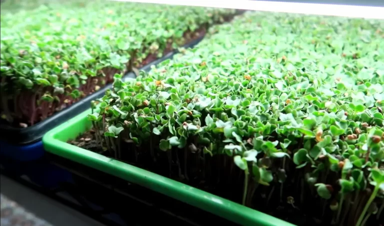 How To Keep Microgreens Fresh: + Tips & Tricks