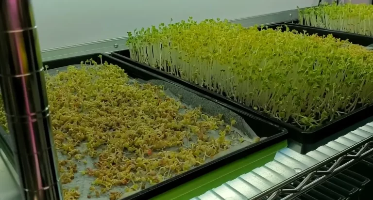 How To Make Money Growing Microgreens? + Tips & Tricks