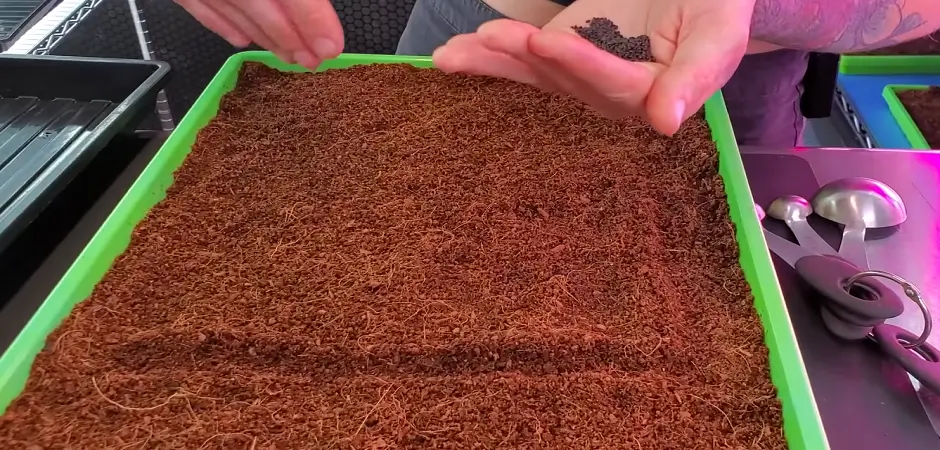 How To Grow Basil Microgreens?