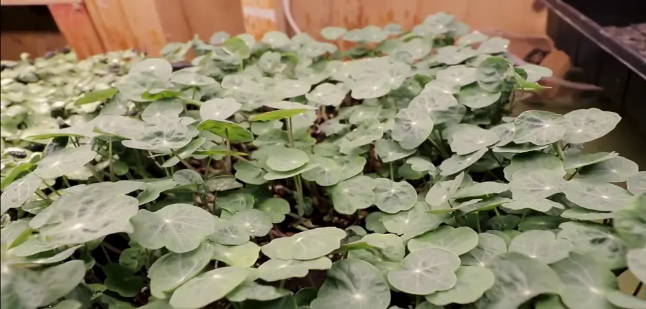 Common Problems When Growing Microgreens in a Greenhouse