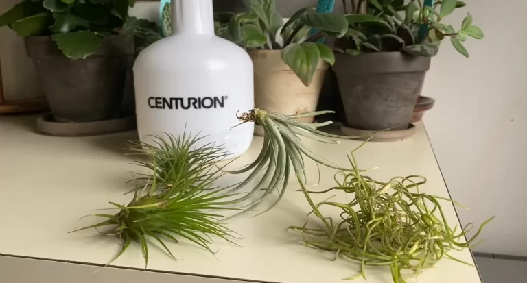 Do Air Plants Like Humidity? Everything You Need To Know