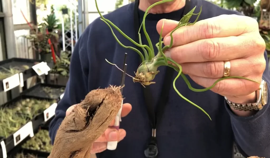 How To Care For Air Plants Once They Are Attached To The Wood?