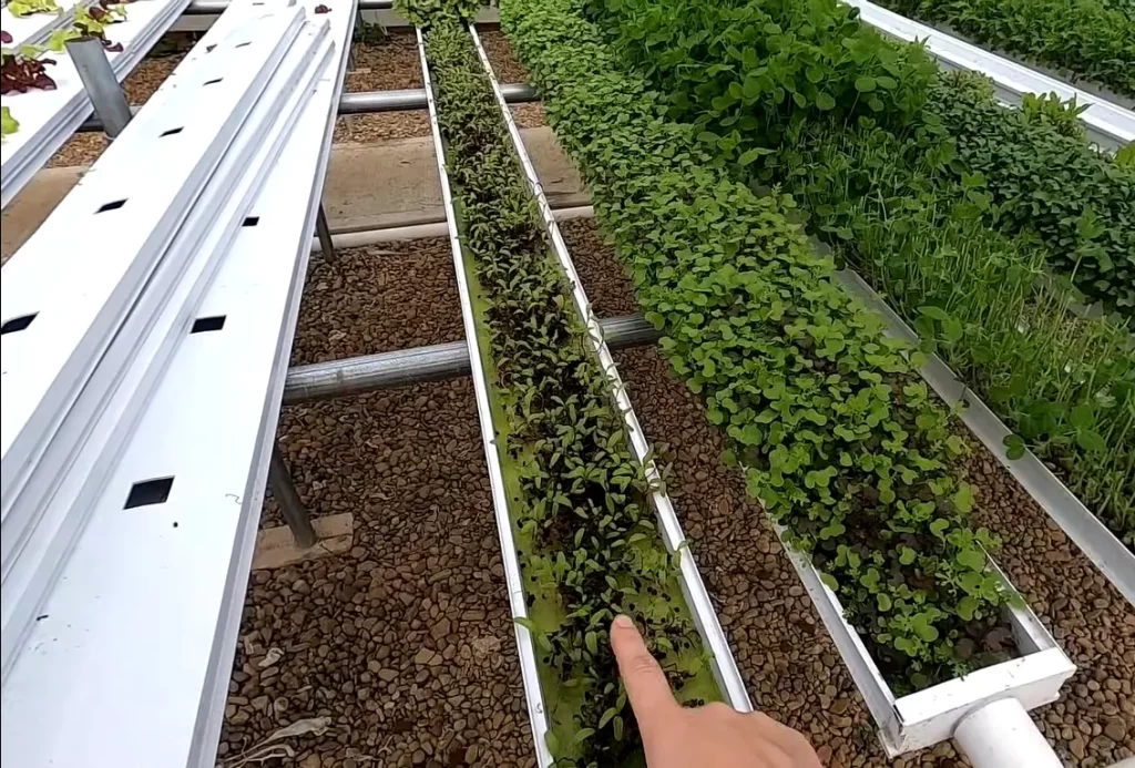 Why Are Hydroponic Microgreens Gaining Popularity?