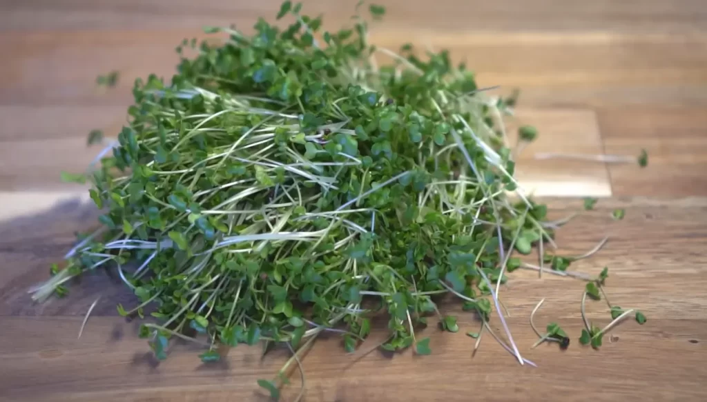 How to Use Broccoli Microgreens in Cooking?