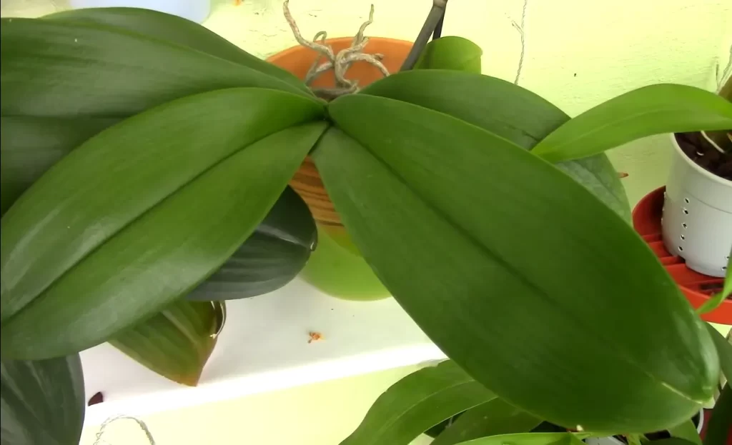 How to Prevent Orchid Leaves from Splitting?