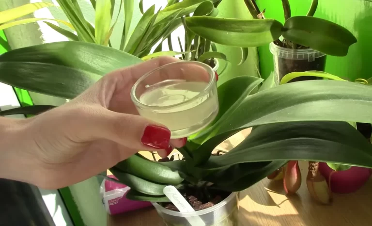 How To Clean Orchid Leaves The Right Way: + Tips