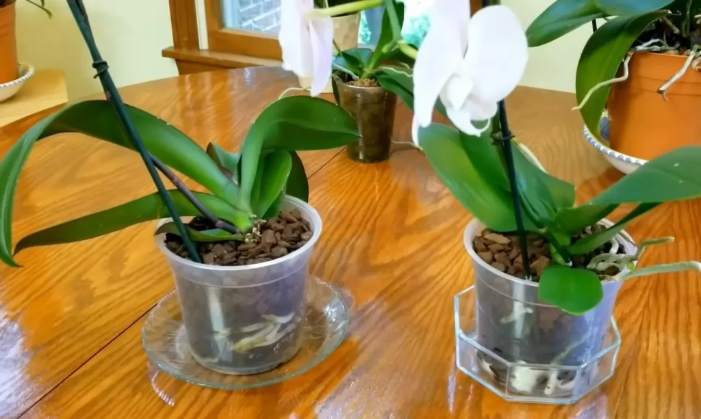 How Can I Make My Orchid Grow Faster?