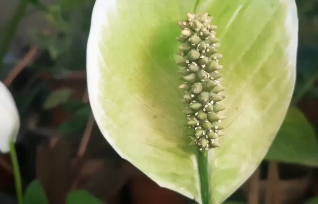 How Do I Know If My Peace Lily Is Healthy?