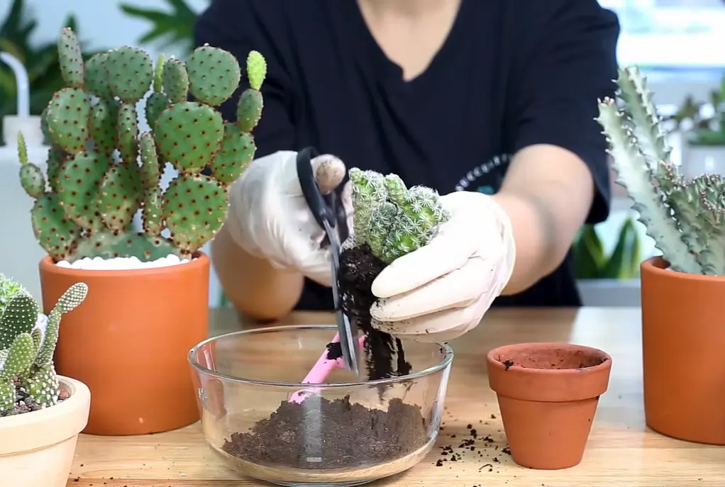 Normal Cactus Coloration