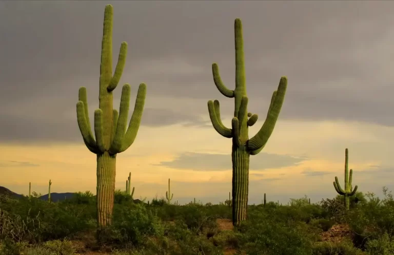 Is A Cactus A Tree? Everything You Need To Know